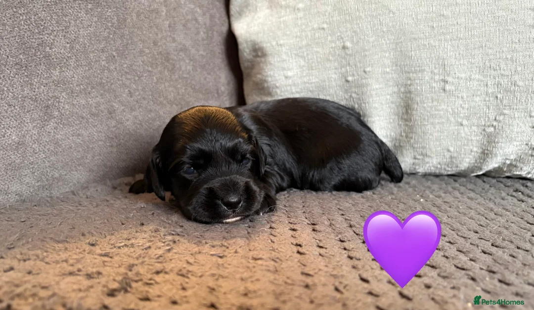 Cocker Spaniel dogs for sale: KC registered working cockers - Advert 6