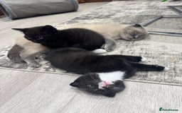 Scottish Fold cats for sale: Scottish fold and straight kitten - Image 1