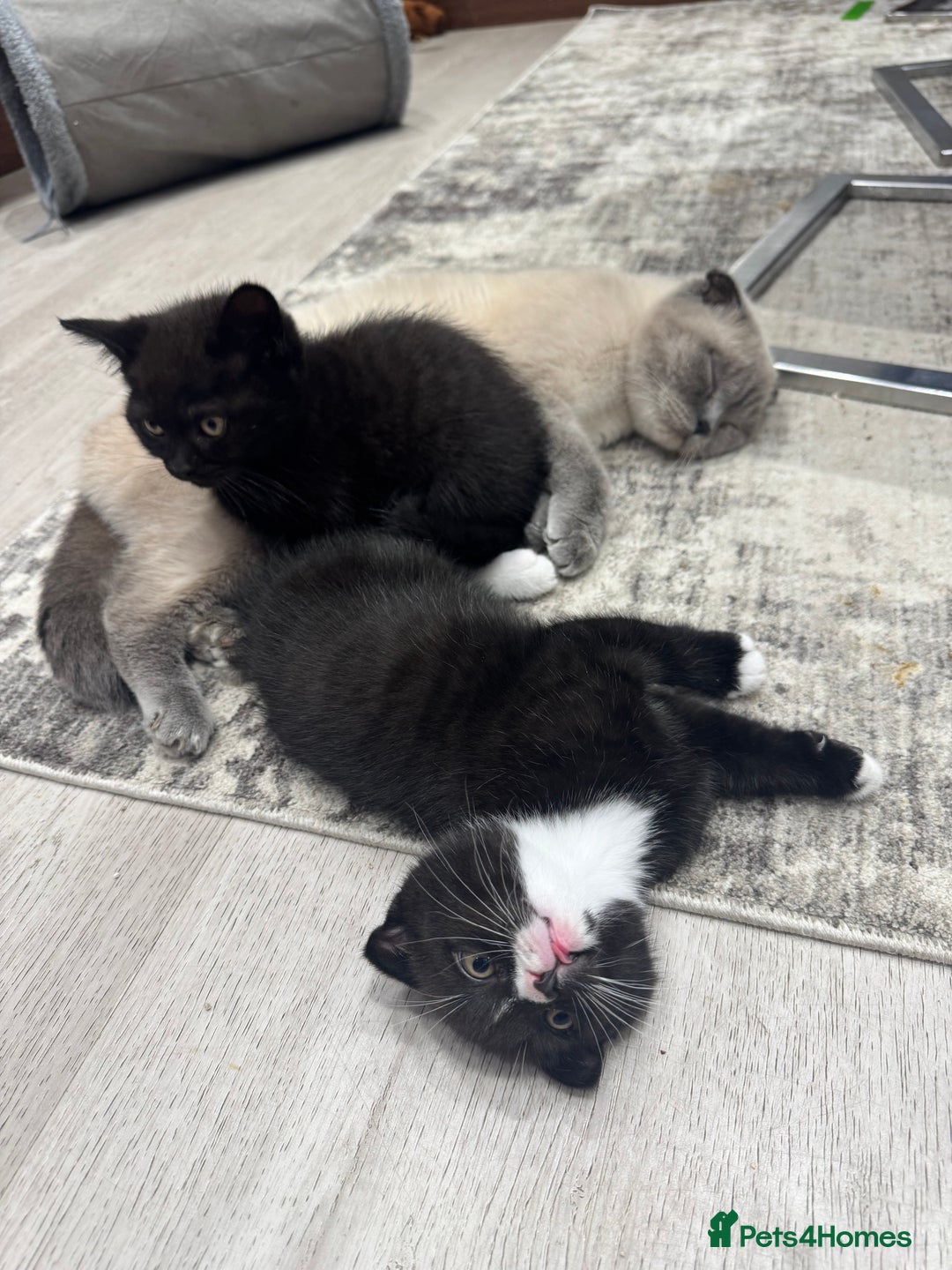 Scottish Fold cats for sale: Scottish fold and straight kitten - Image 1