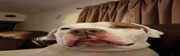 American Bulldog dogs for stud: Frank  in Bolton - Advert 15