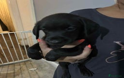 Labrador Retriever dogs for sale: Labrador puppies  - Image 3