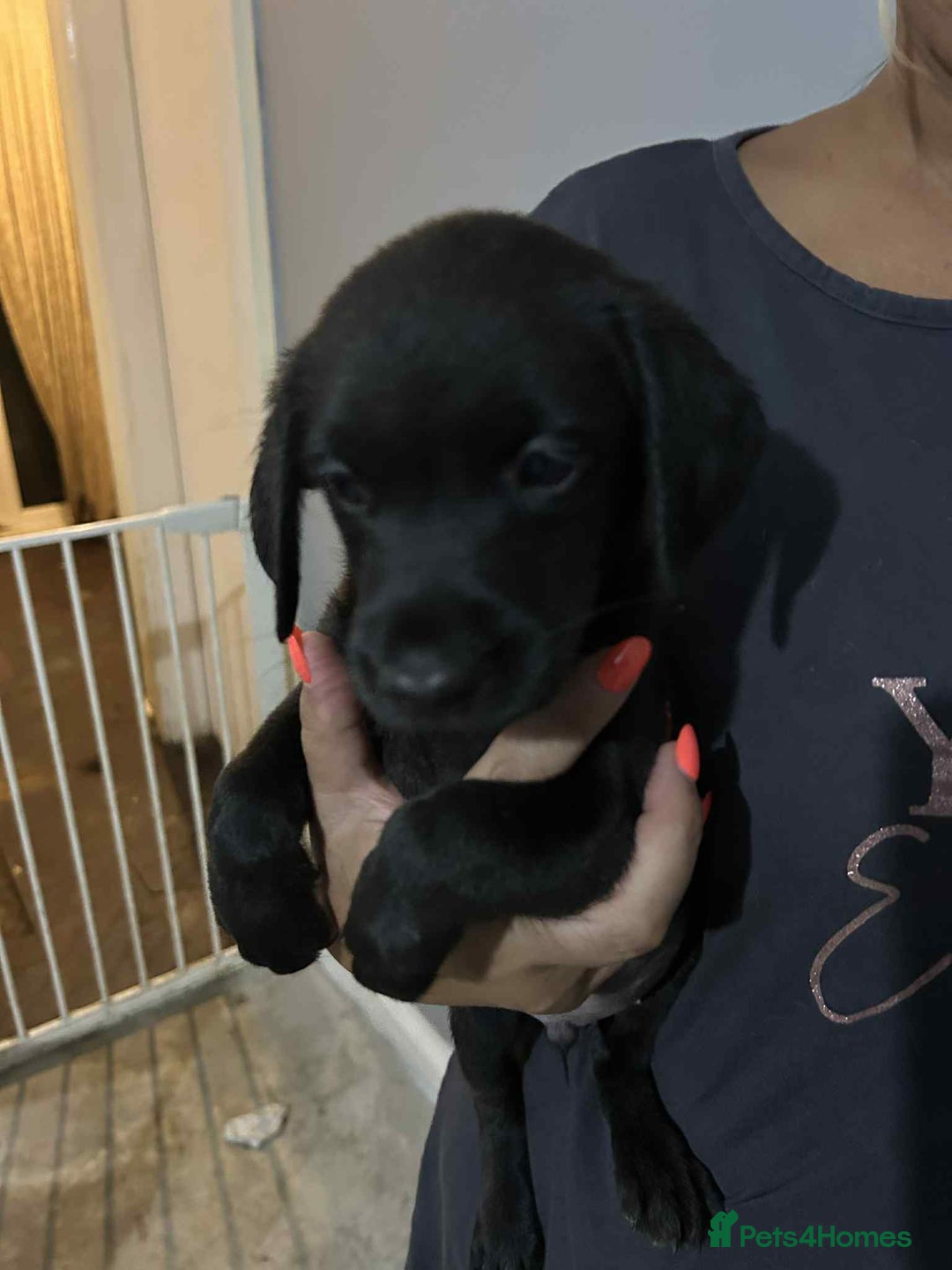 Labrador Retriever dogs for sale: Labrador puppies  - Image 3