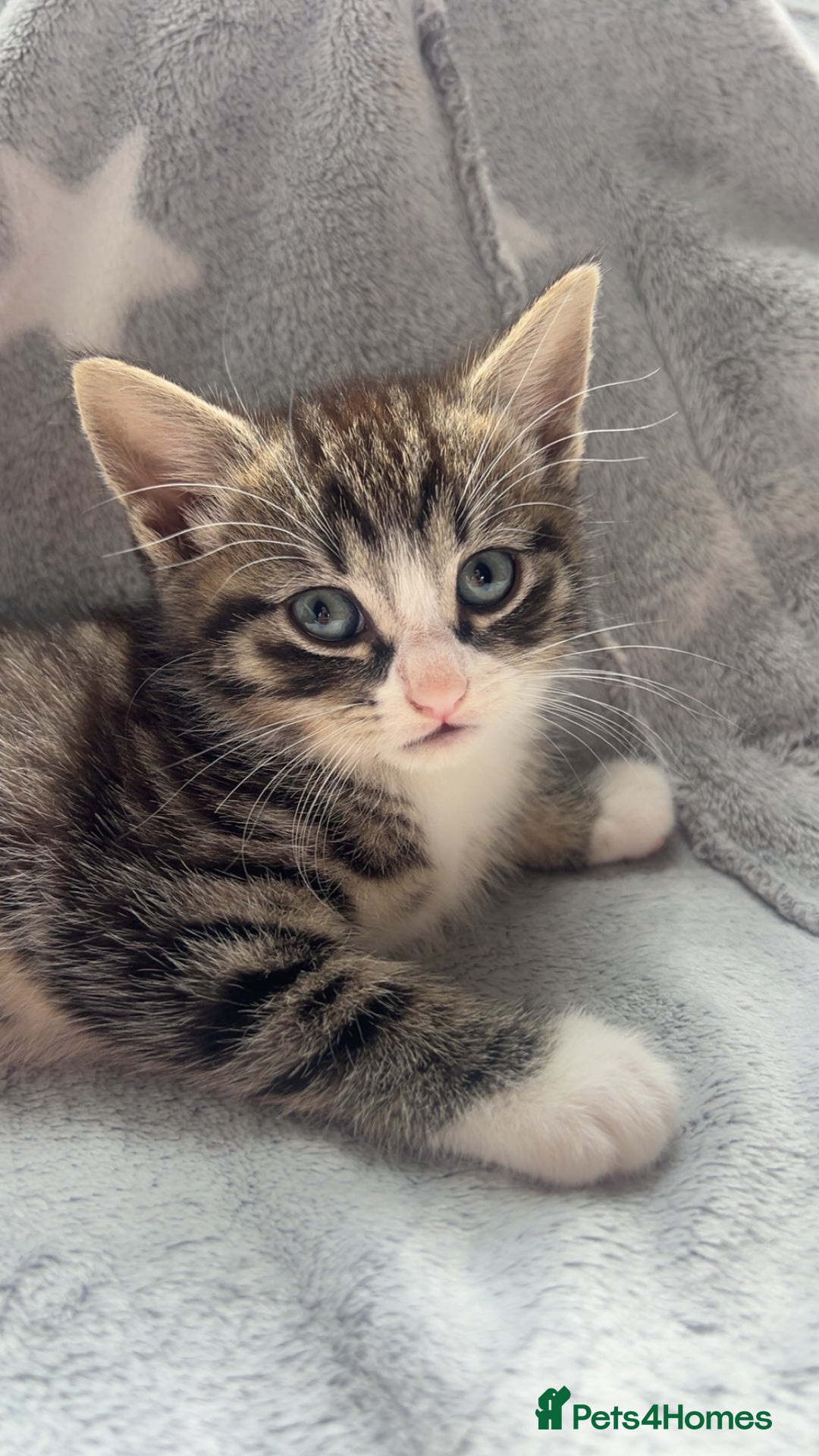 Mixed Breed cats for sale: kittens ready for reservation  - Image 14