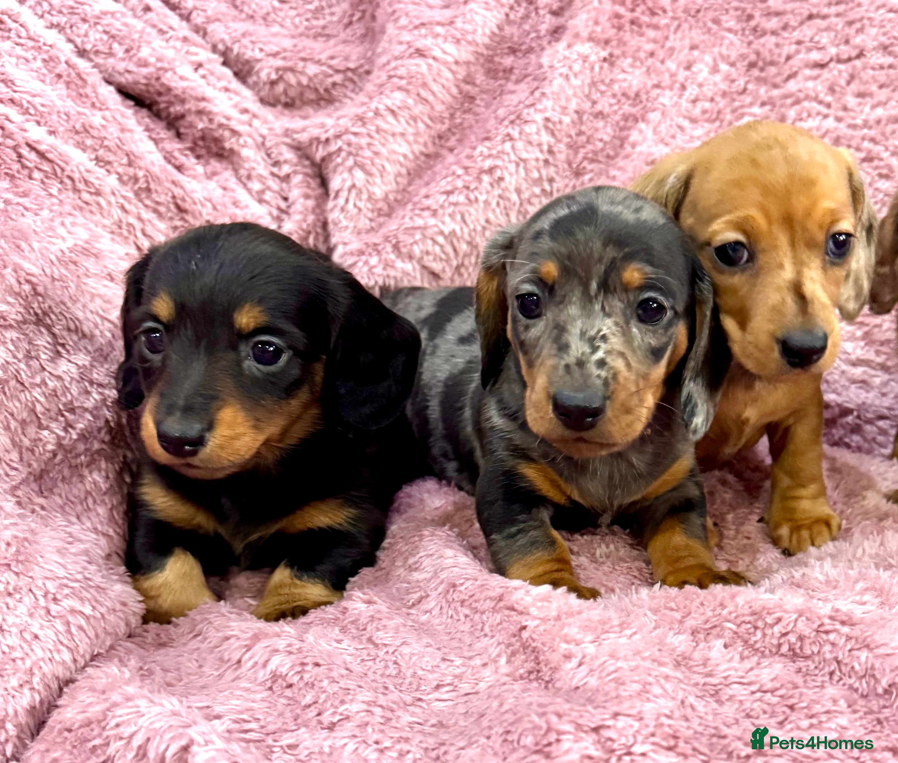 Miniature Dachshund dogs Miniature dachshunds  - Advert 2