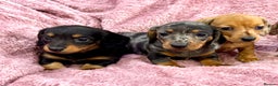 Miniature Dachshund dogs for sale: Miniature dachshunds  - Advert 1