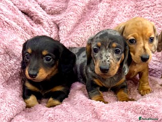 Miniature Dachshund dogs Miniature dachshunds - Advert 2