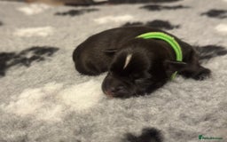 Staffordshire Bull Terrier dogs for sale: 🏆BLUE CHAMPION STAFFORDSHIRE BULL TERRIER PUPS  - Image 9