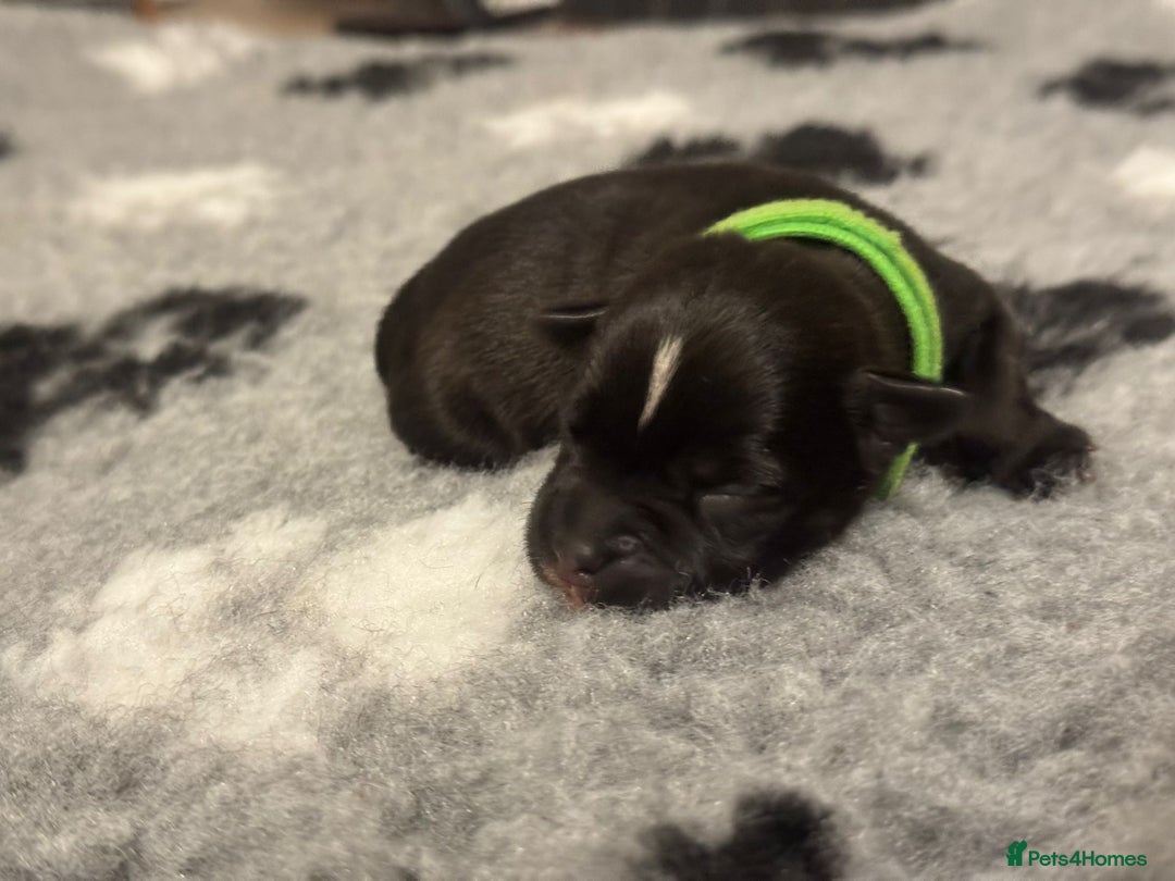 Staffordshire Bull Terrier dogs for sale: 🏆BLUE CHAMPION STAFFORDSHIRE BULL TERRIER PUPS  - Image 9