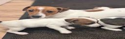 Jack Russell dogs for sale: Smooth coated jack russels  - Advert 3