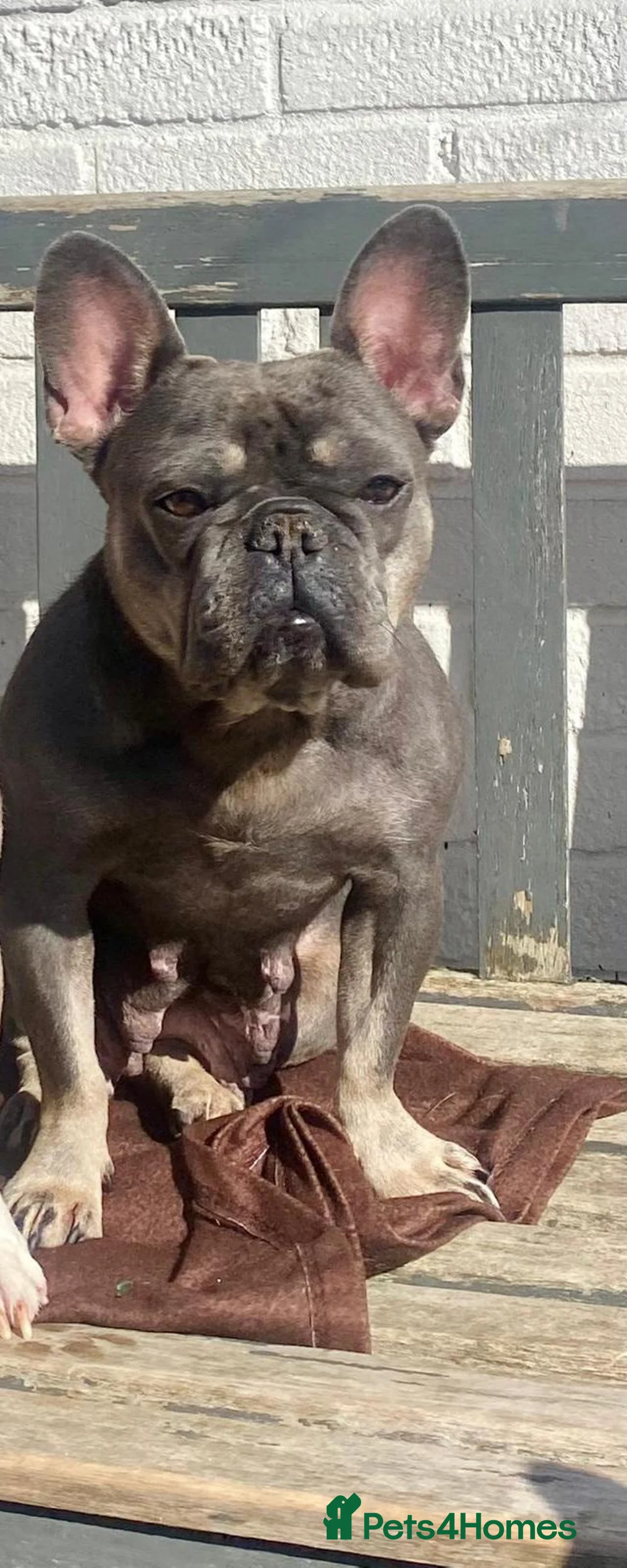 French Bulldog dogs for sale: KC Reg blue and tan female for sale in Beckenham - Advert 2