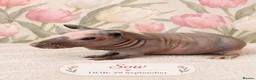 Guinea Pig rodents for sale: Skinny guinea pigs 🩷Sow🩷 - Advert 2