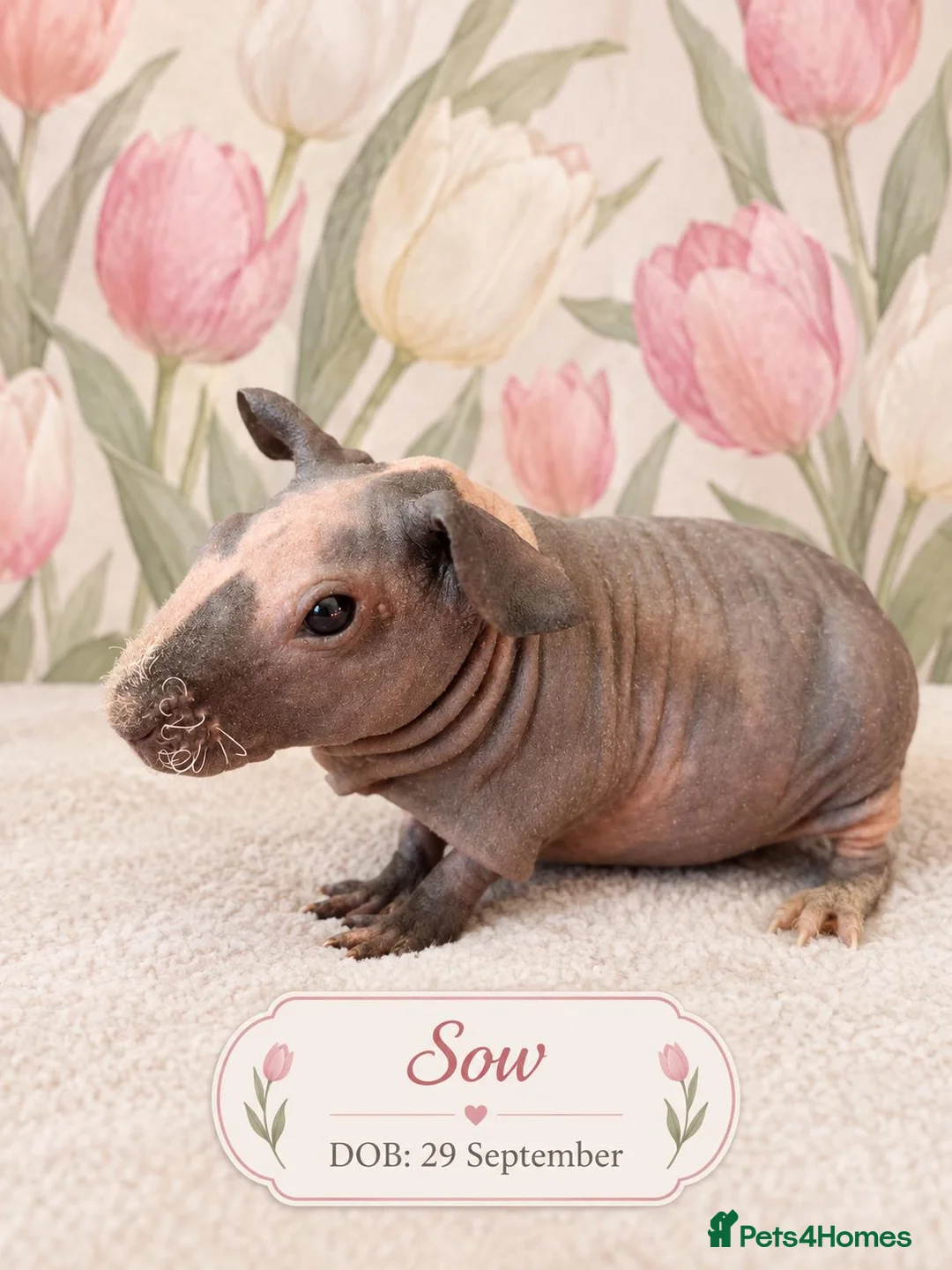 Guinea Pig rodents for sale: Skinny guinea pigs 🩷Sow🩷 - Advert 2
