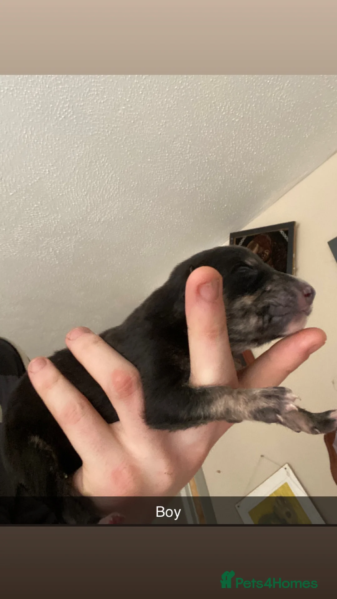 Mixed Breed dogs for sale: Whippet x  greyhound puppies - Advert 8