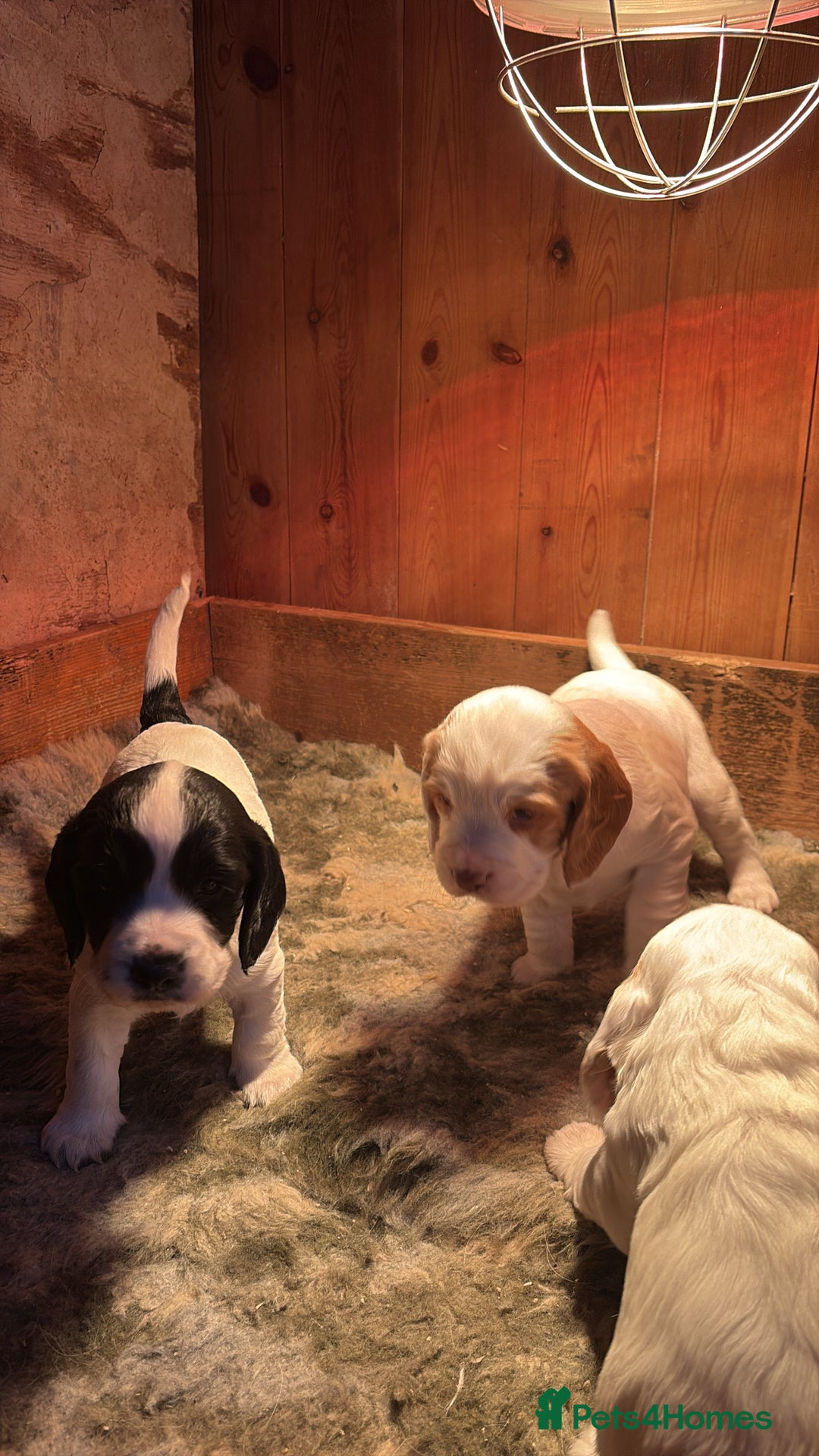 Sprocker dogs for sale: Beautiful working cocker spaniel pups FB1 - Advert 10