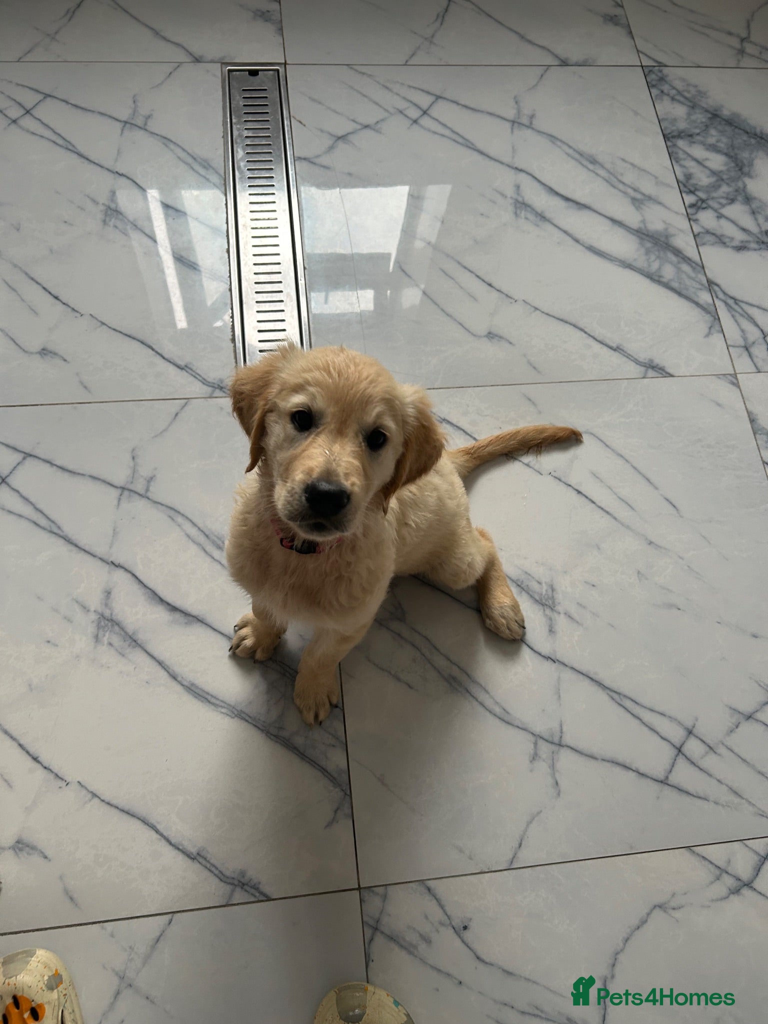 Golden Retriever dogs KC Golden retriever puppies ready now..  - Advert 1