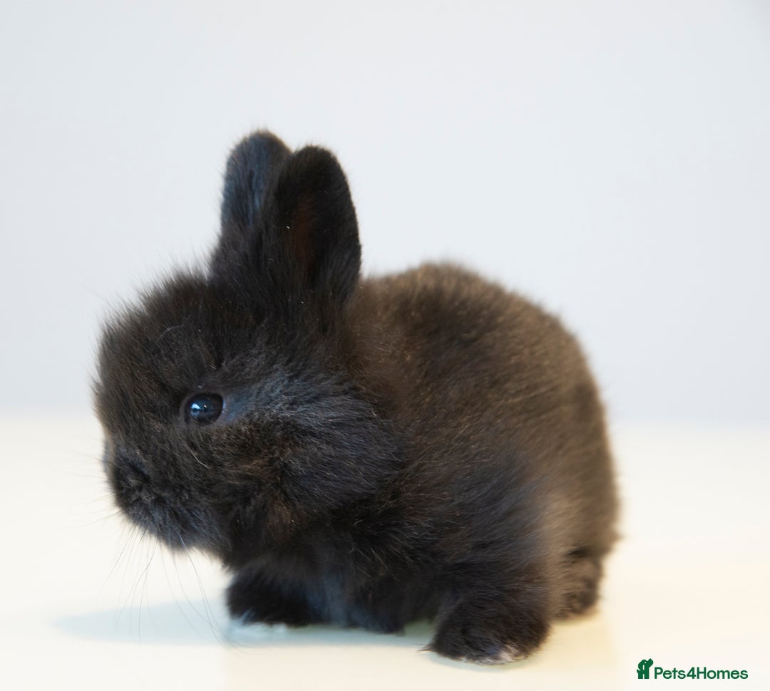 Lionhead rabbits for sale: Quality Double-maned Lionhead Bunnies - Image 8