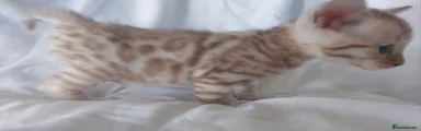 Bengal Kitten 2