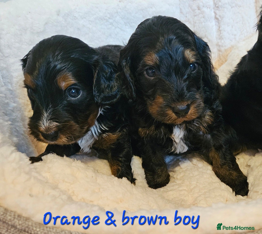 Cockapoo dogs Licensed insured breeder! Show-type cockapoo boys - Advert 1