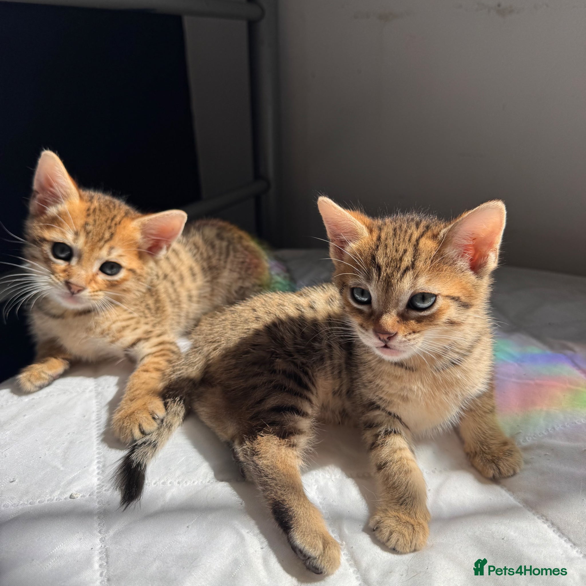 Savannah cats Girls available - boys reserved  - Advert 2