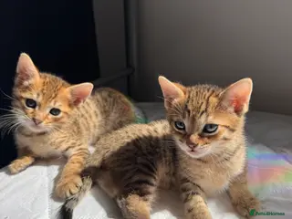 Savannah cats Girls available - boys reserved - Advert 4