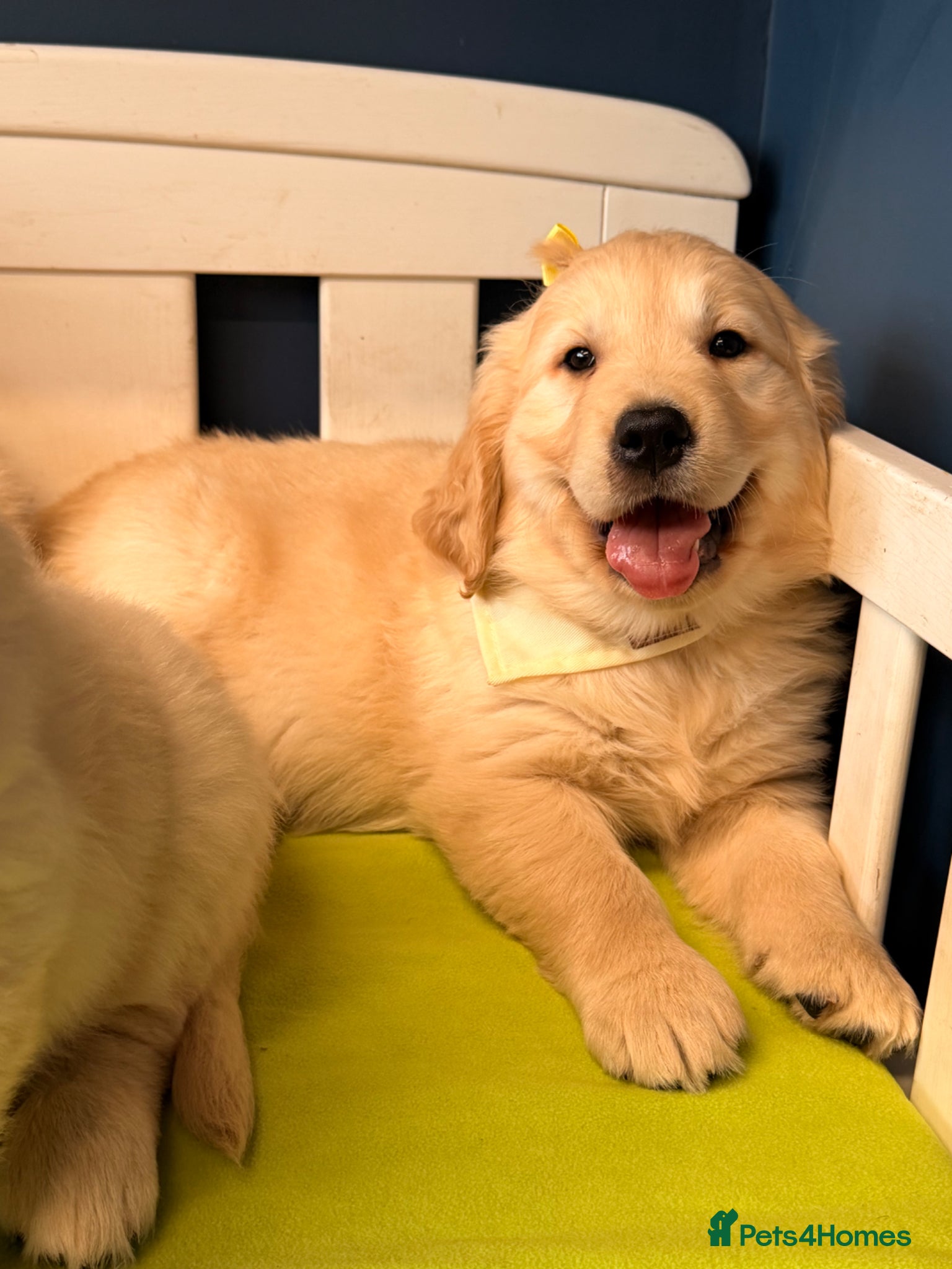 Golden Retriever dogs for sale: 🐶 Gorgeous Chunky type Golden Retriever Puppies🐶 - Advert 13