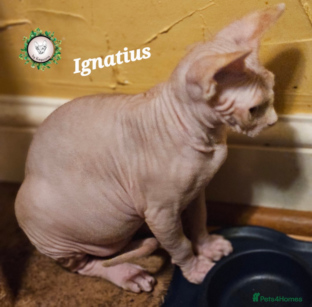 Sphynx cats for sale: Adorable Canadian Sphynx – Champion line - Advert 15