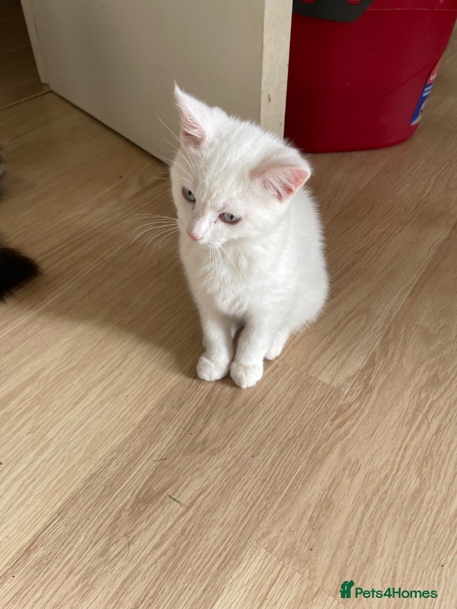 Mixed Breed cats White Adorable kitten - Advert 1