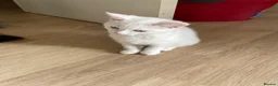Mixed Breed cats for sale: White Adorable kitten - Advert 1