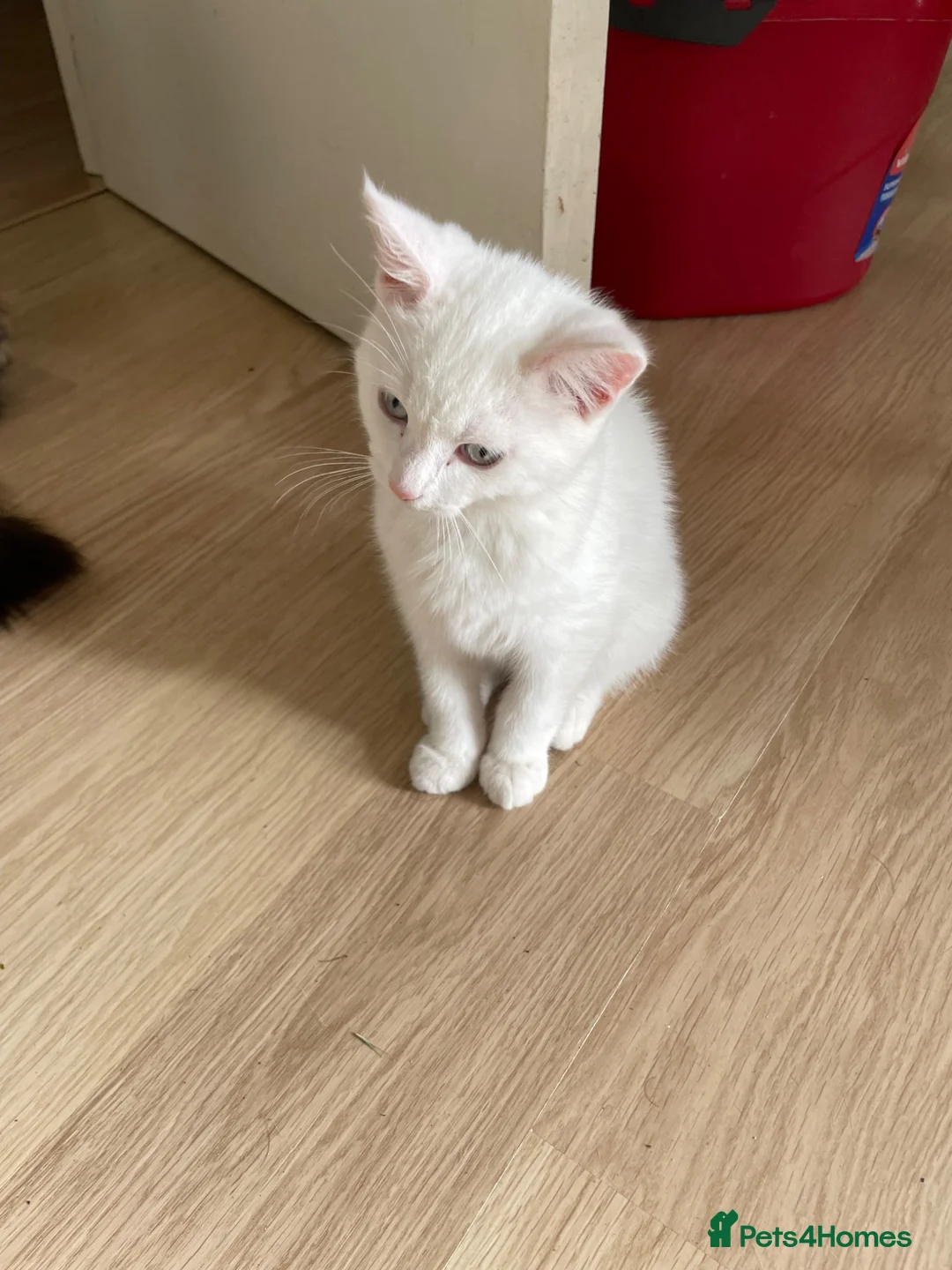 Mixed Breed cats for sale: White Adorable kitten - Advert 1