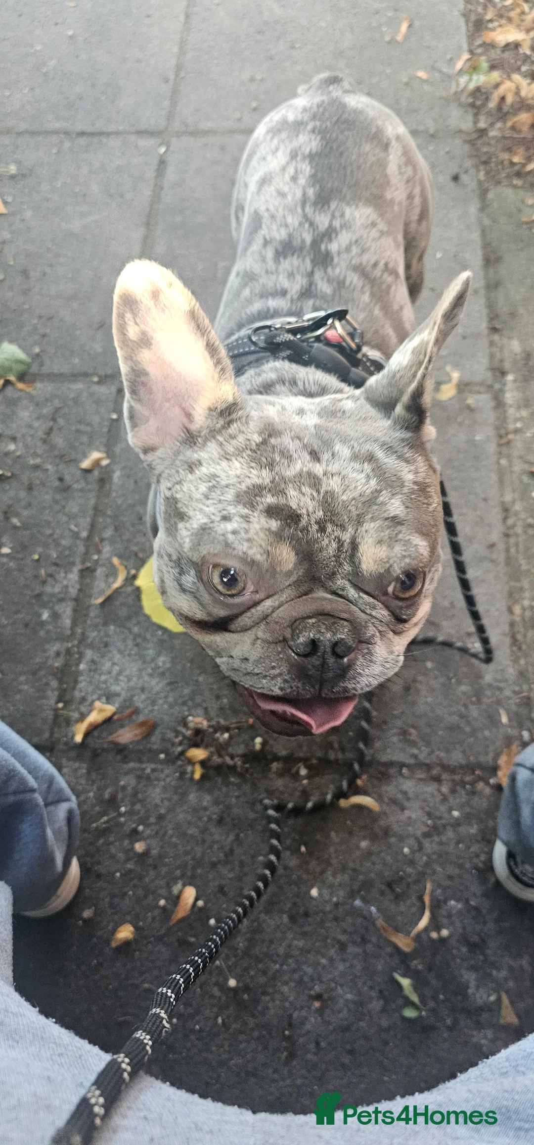 French Bulldog dogs for sale: 2 year old franch bulldog  in Bournemouth - Advert 1