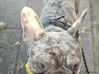 French Bulldog dogs 2 year old franch bulldog in Bournemouth - Advert 2