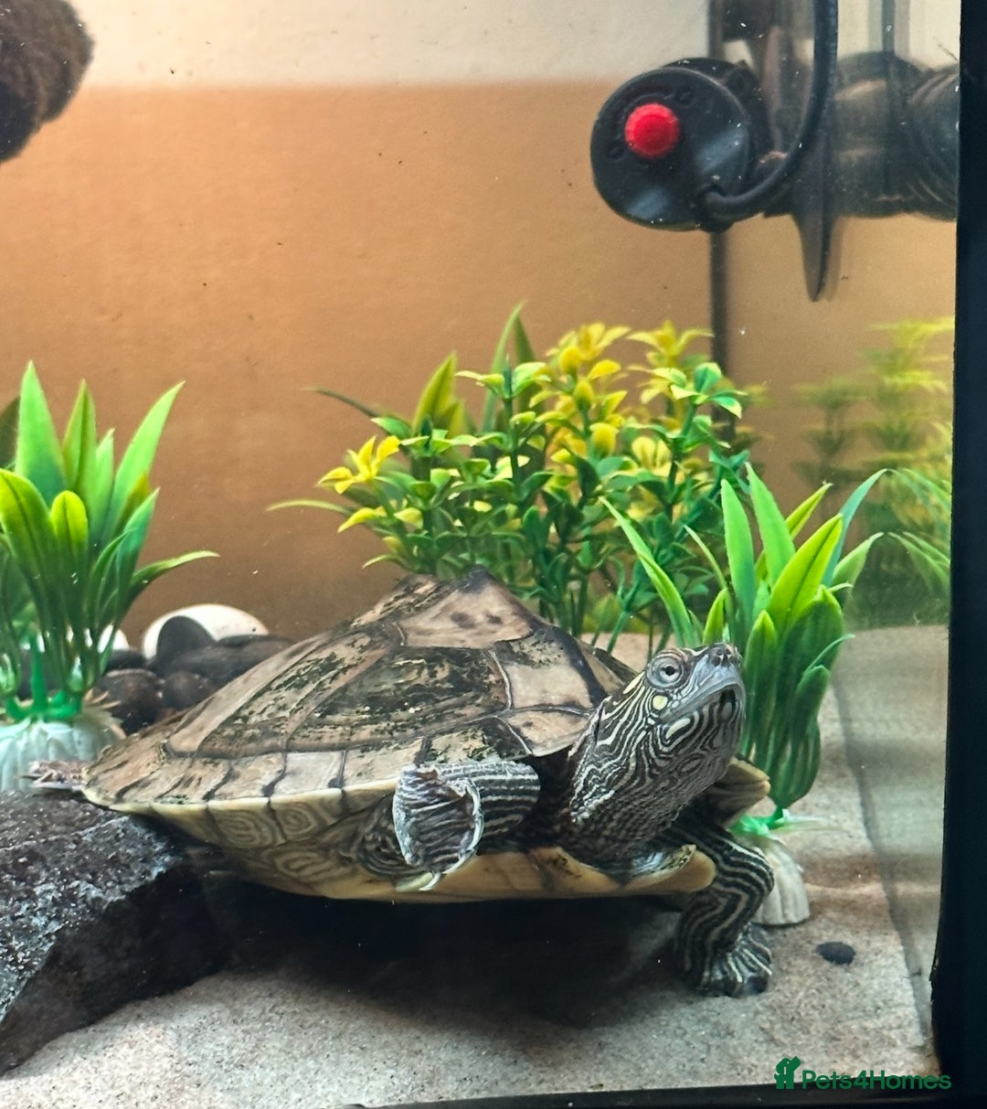 Turtle reptiles for sale: 2 MISSISSIPPI TURTLES  - Advert 5