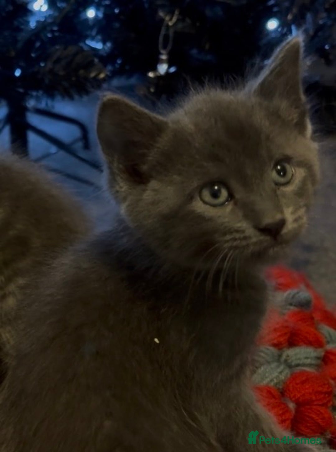 Domestic Shorthair cats for sale: Domestic shorthaired kittens - Advert 4