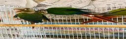 Conures birds for sale: Conures for sale  in Milton Keynes - Advert 7