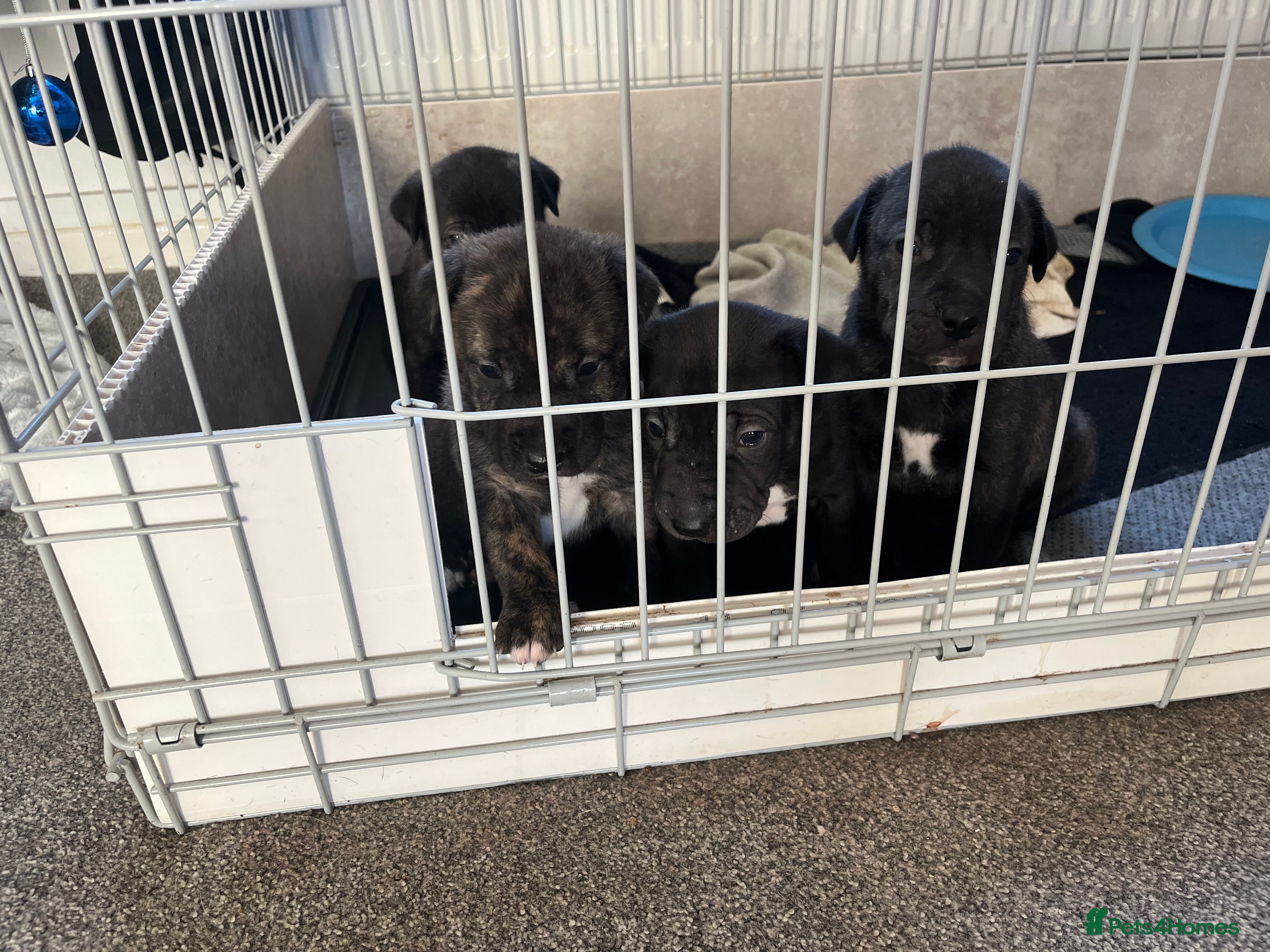 Mixed Breed dogs Lurcher x sharp pei - Advert 1