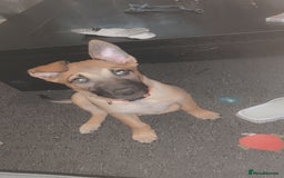 Mixed Breed dogs for sale: Belgian malinois cross border collie  - Image 4