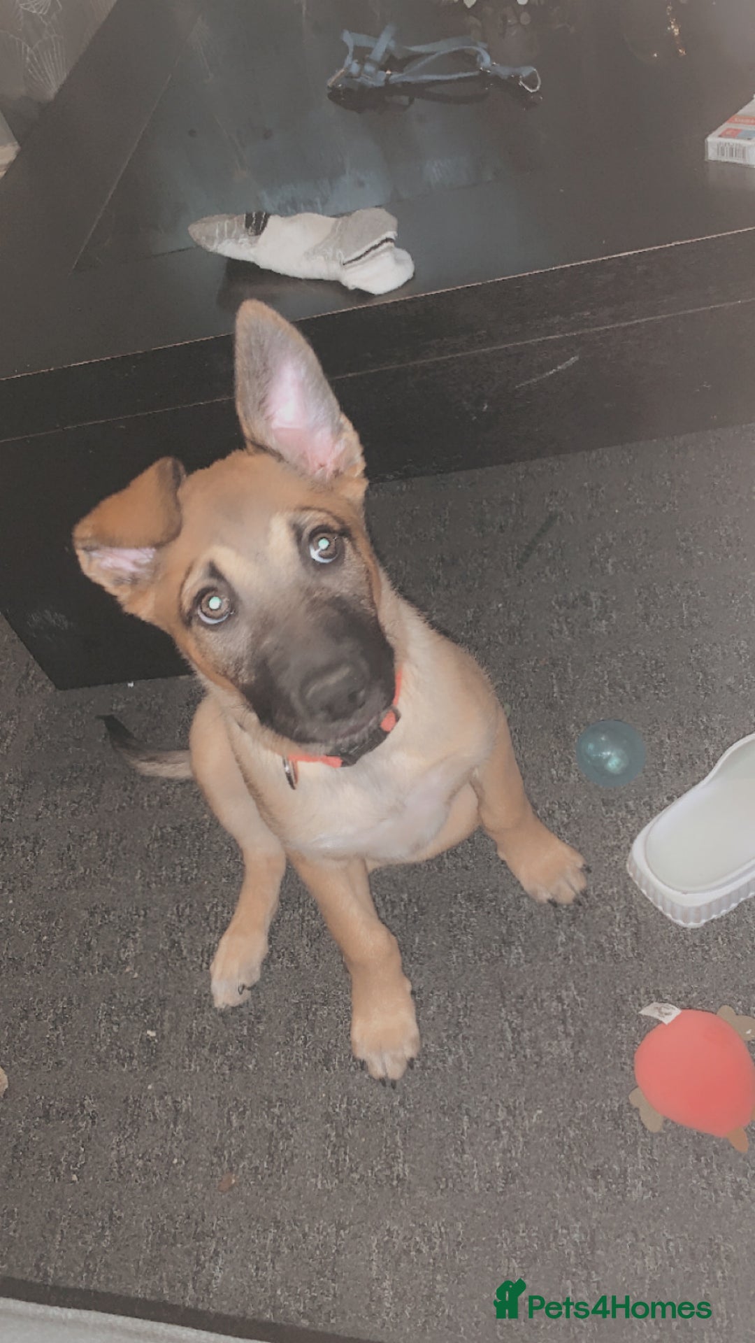 Mixed Breed dogs for sale: Belgian malinois cross border collie  - Image 4