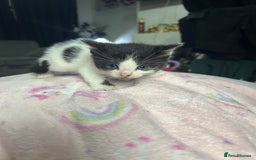 Mixed Breed cats for sale: Fluffy kittens ready soon  - Image 19