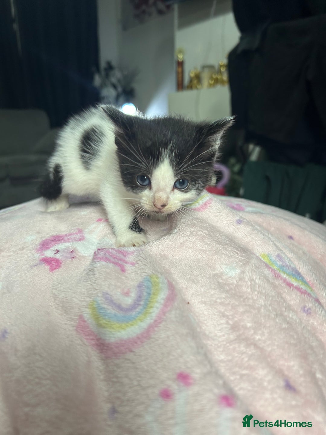 Mixed Breed cats for sale: Fluffy kittens ready soon  - Image 19