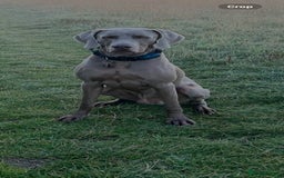 Weimaraner dogs for stud: Stunning, Healthy Stud - Image 5