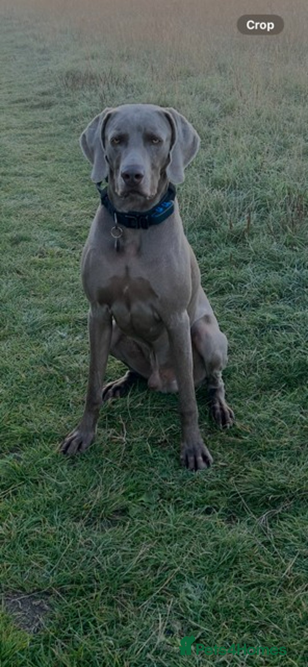 Weimaraner dogs for stud: Stunning, Healthy Stud - Image 5
