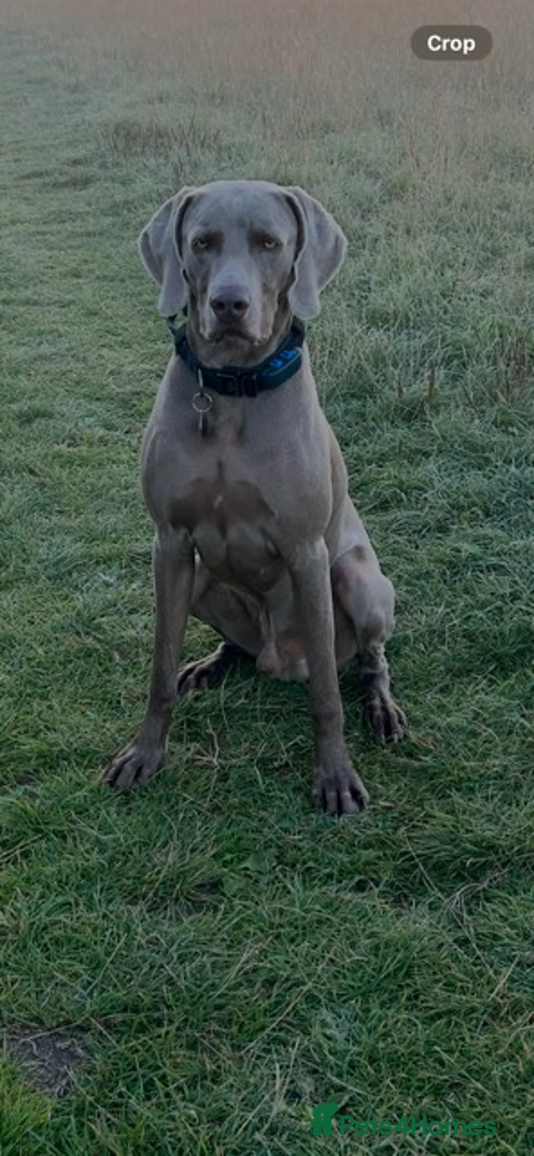 Weimaraner dogs for stud: Stunning, Healthy Stud - Advert 5