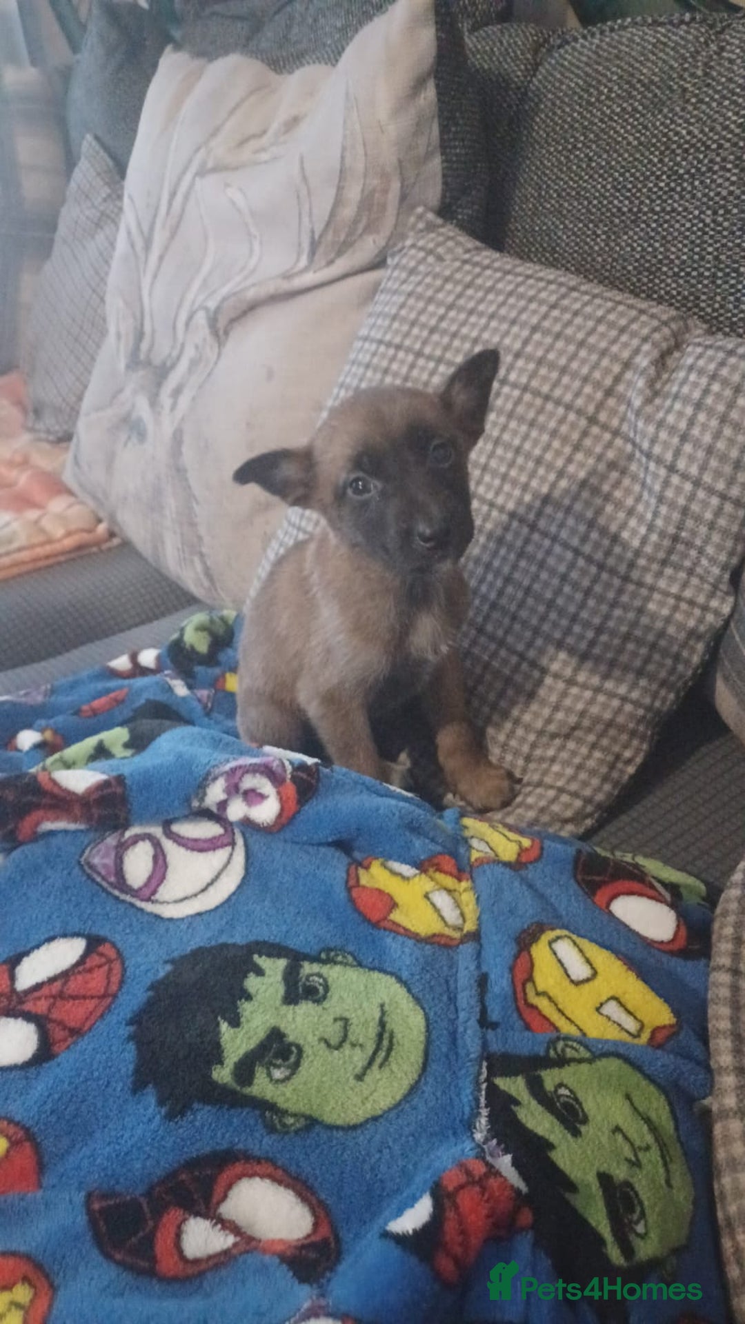 Belgian Shepherd Dog dogs for sale: Belgian Malinois  - Advert 5