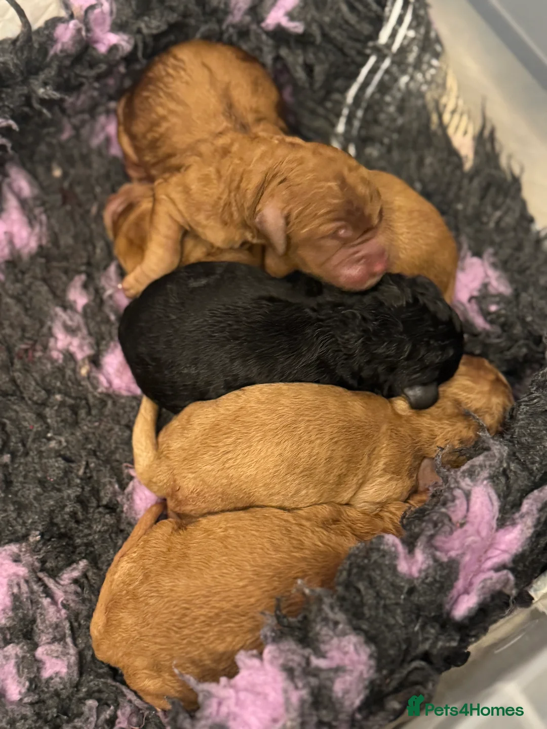 Goldendoodle dogs for stud: Goldendoodle Standard size (proven)  - Advert 2