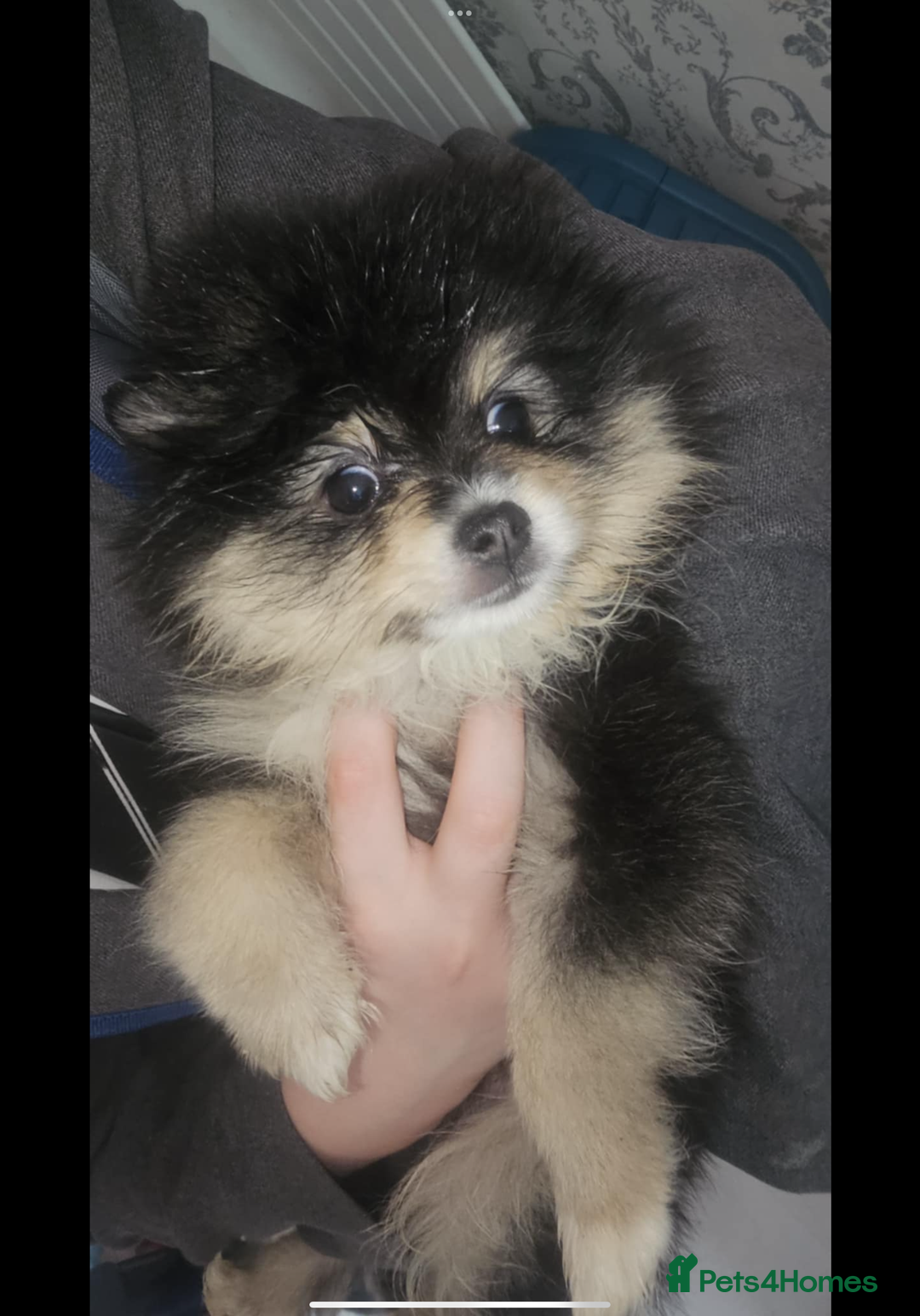 Pomeranian dogs for sale: Beautiful pom puppies -fully vaccinated  - Image 9