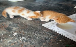 British Shorthair cats for sale: Shorthairs Uk Cat  - Image 24