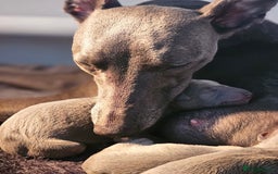 Whippet dogs for sale: KC Registered Blue Laguna Whippets - Image 5