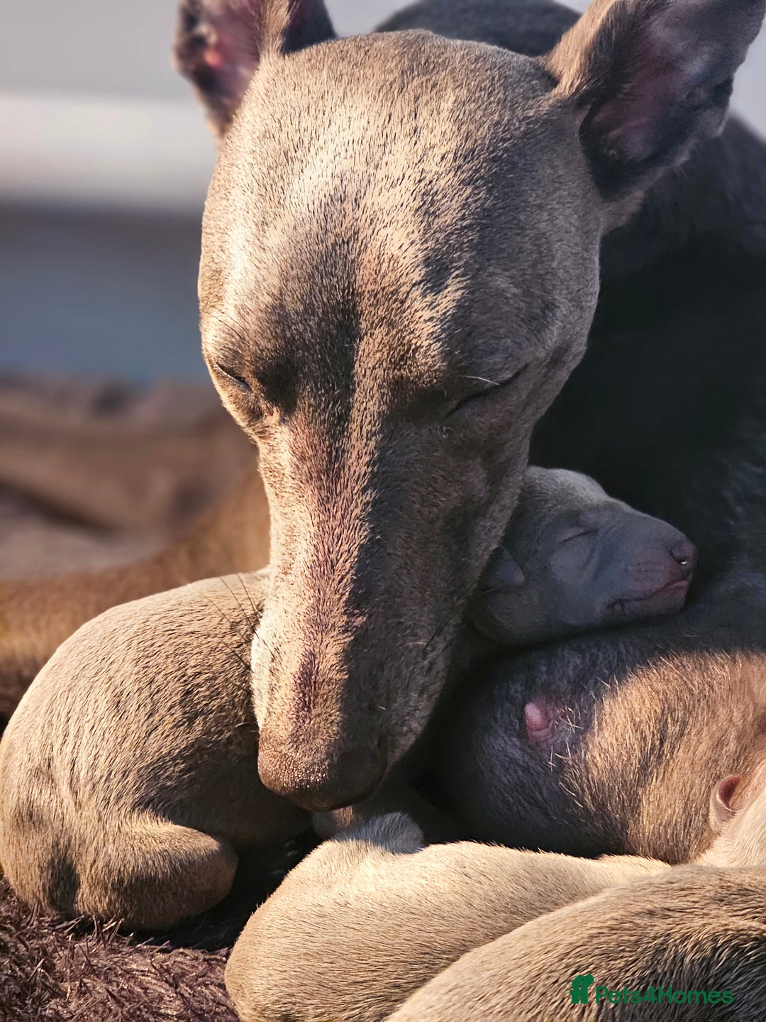 Whippet dogs for sale: KC Registered Blue Laguna Whippets - Image 5