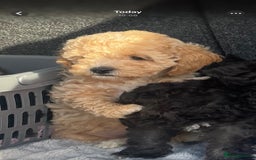 Miniature Poodle dogs for stud: Ozzie for stud only  - Image 17