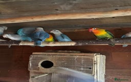 Budgerigars birds for sale: Lovebirds and budgies pairs for sale  - Image 2